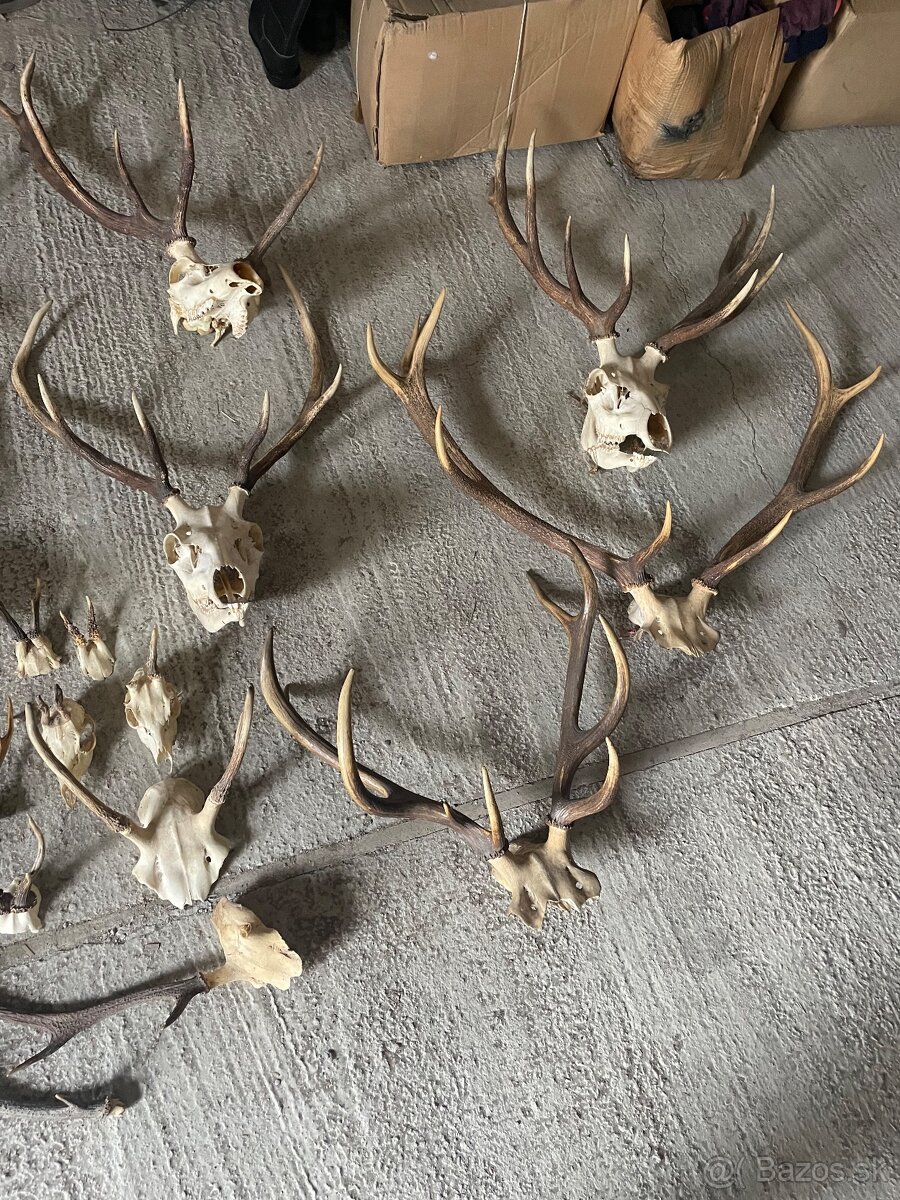 Poľovnícke trofeje – parohy, lebky, čeľuste, diviačie kly - 2