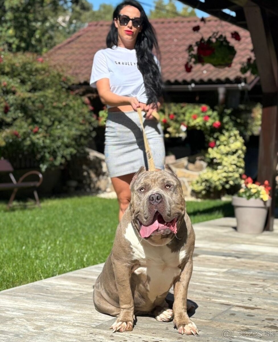 American bully xxl - 2