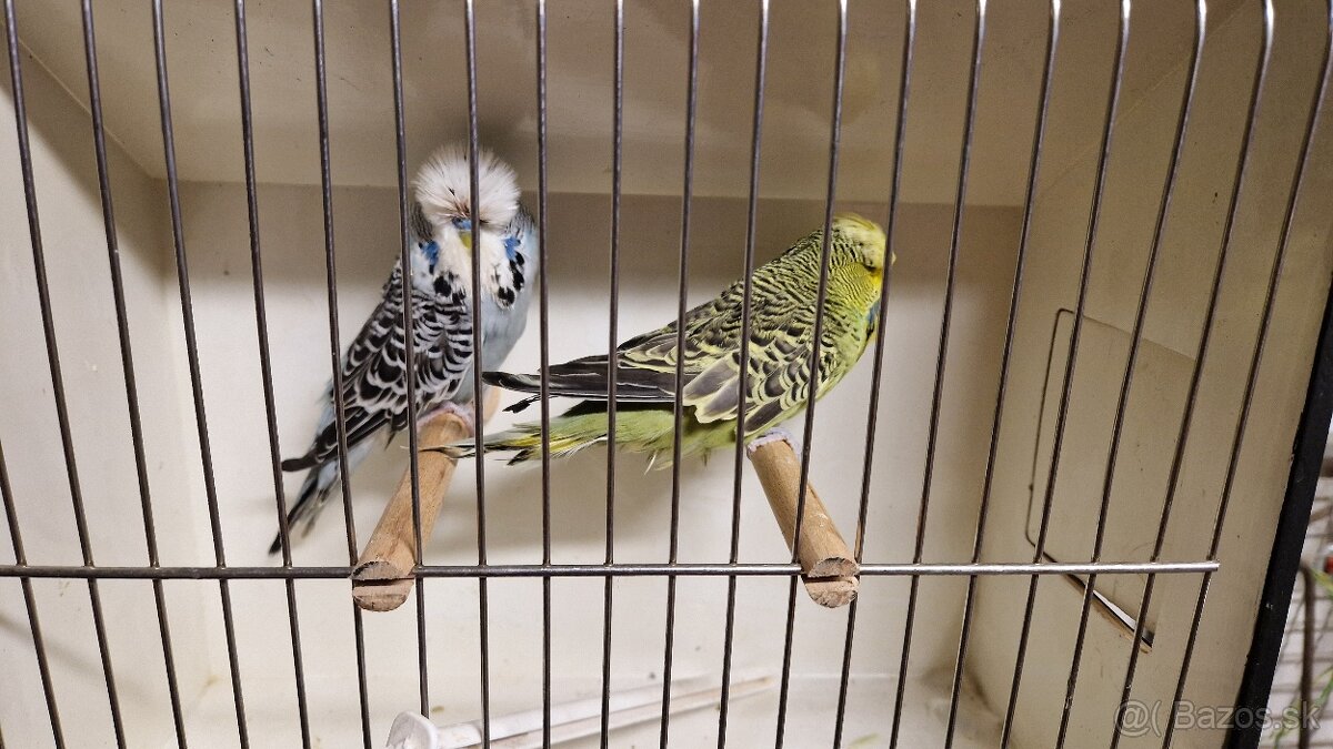 Vystavne Andulky - 2