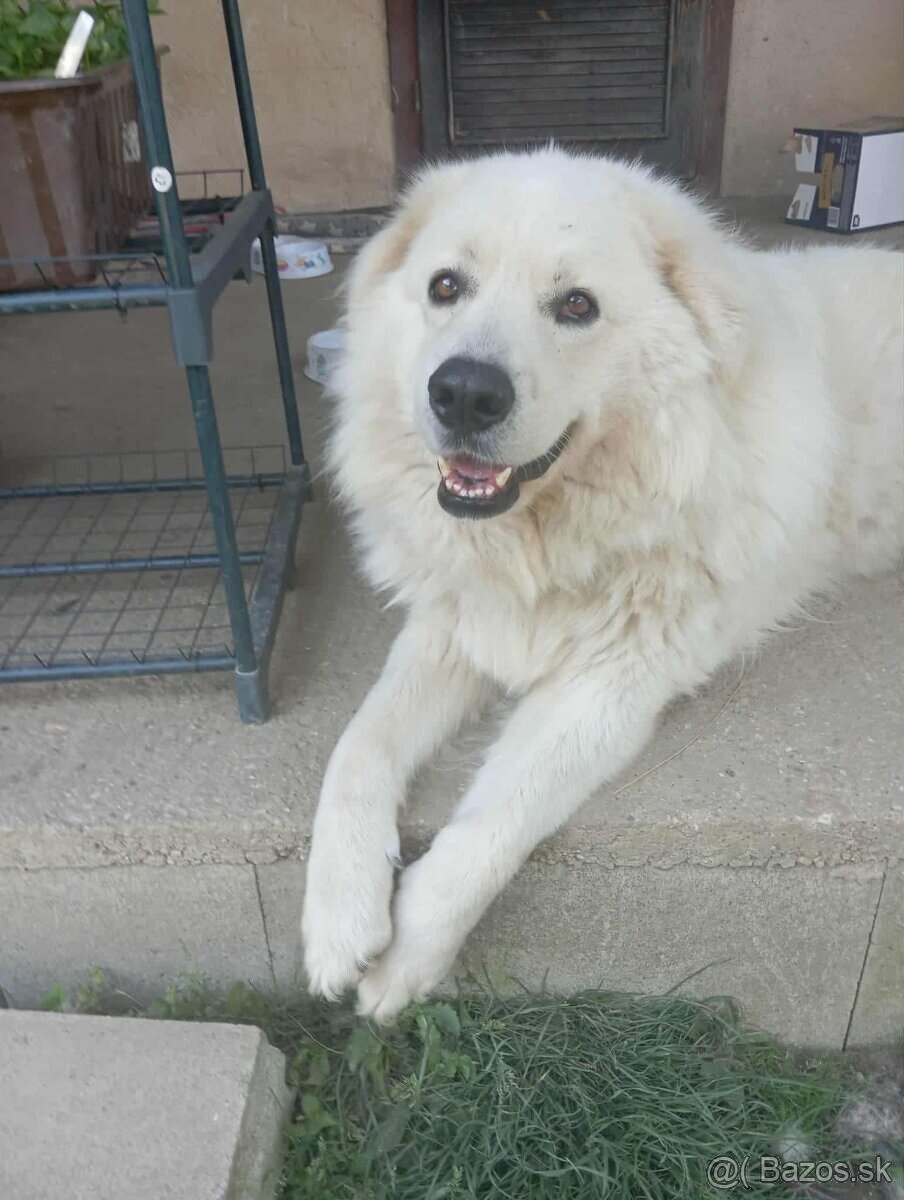 Slovenský čuvač - 2