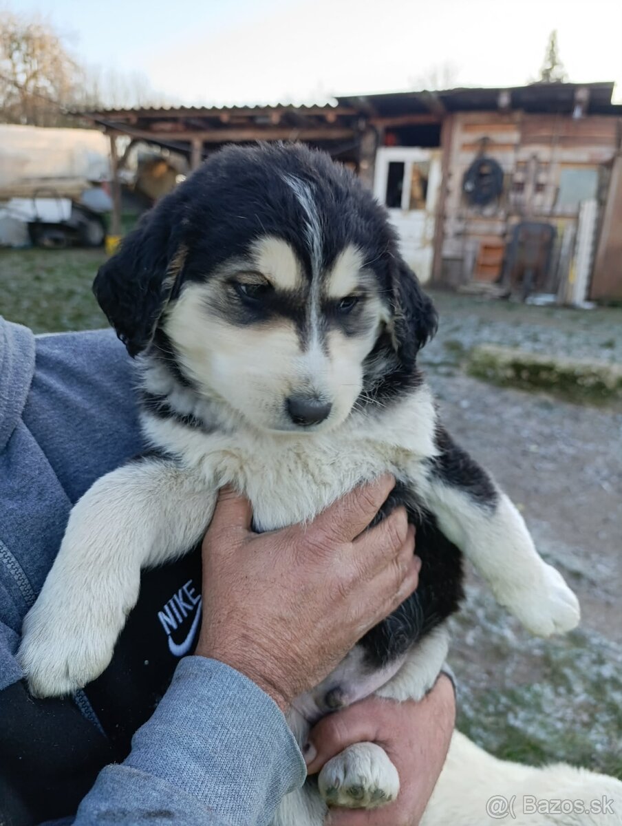 Predám Šteniatka - 2