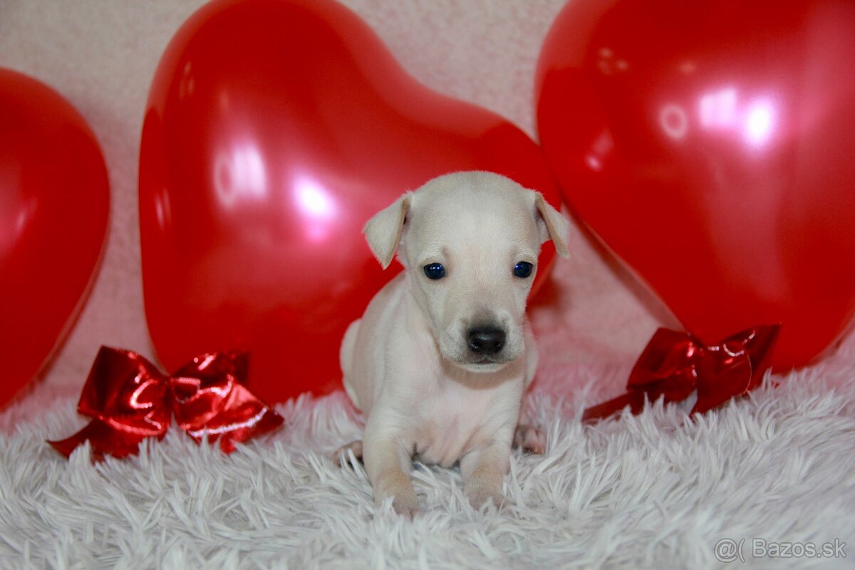 Taliansky chrtík - 2