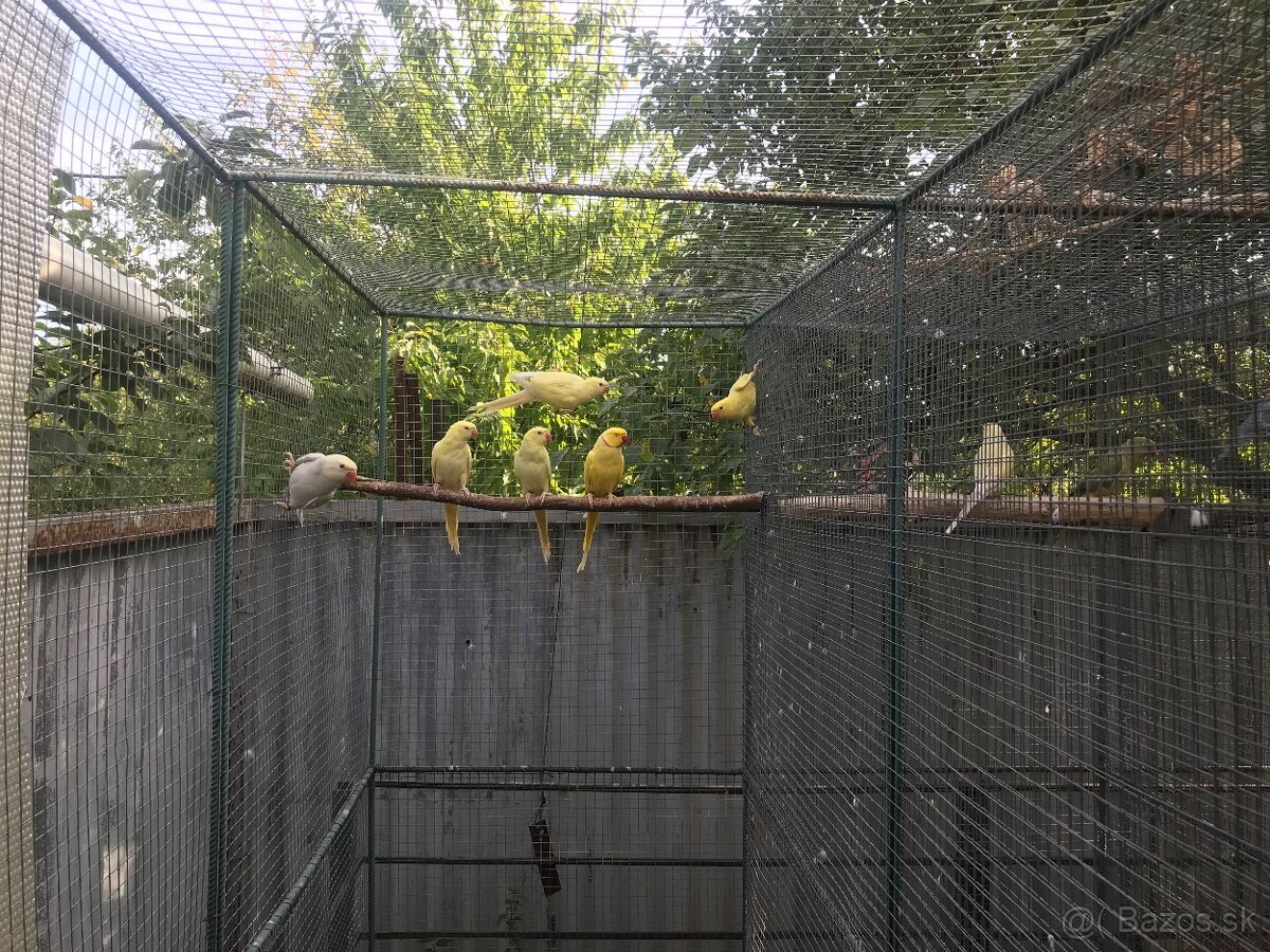 Alexander malý chovný pár - 2