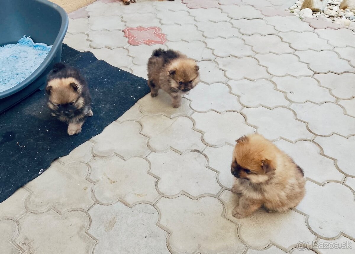 PREDAJ ŠTENIATOK - 2