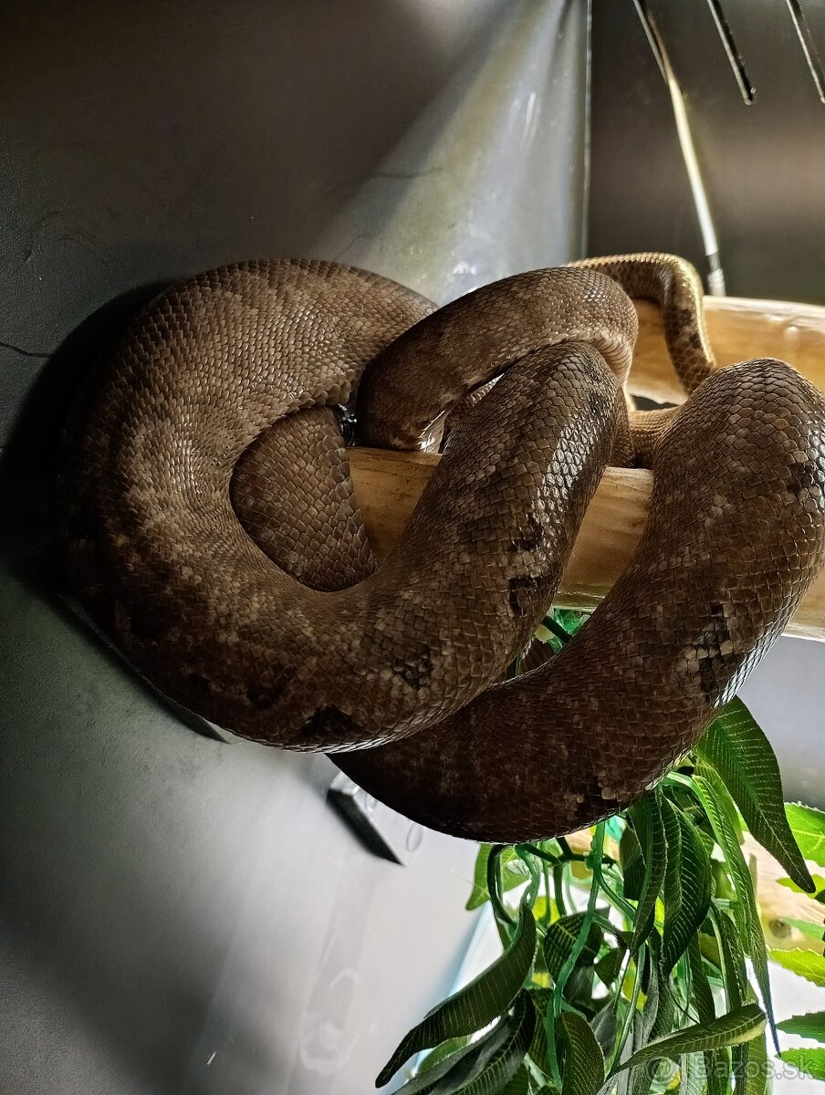 C.hortulanus - 2