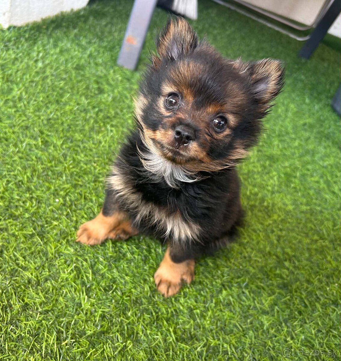 Pomeranian Spicc - 2