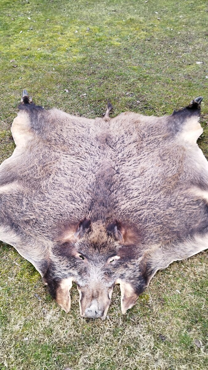 Predám vypracovanu kožu zlatého diviaka parožie zhody trofej - 2