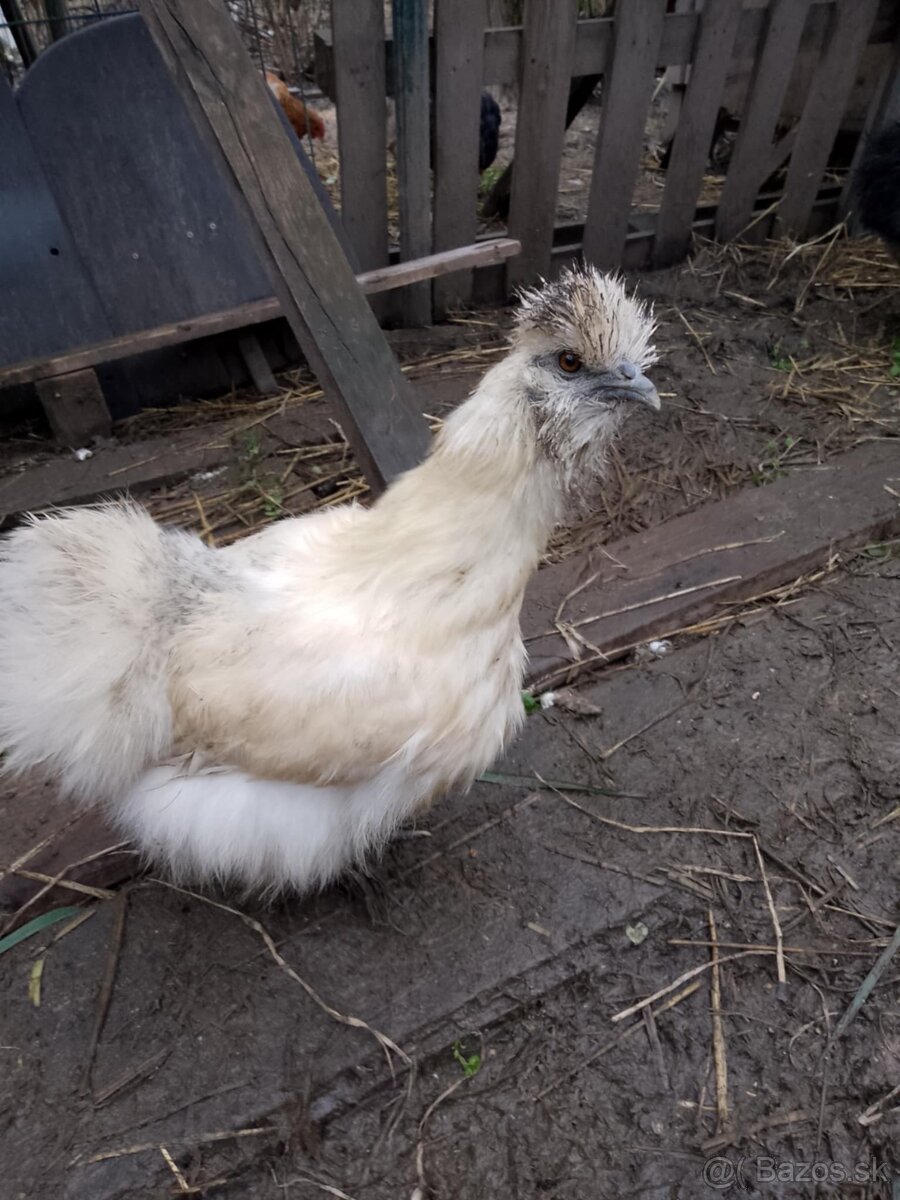 Kohut Hodvabnicky - 2