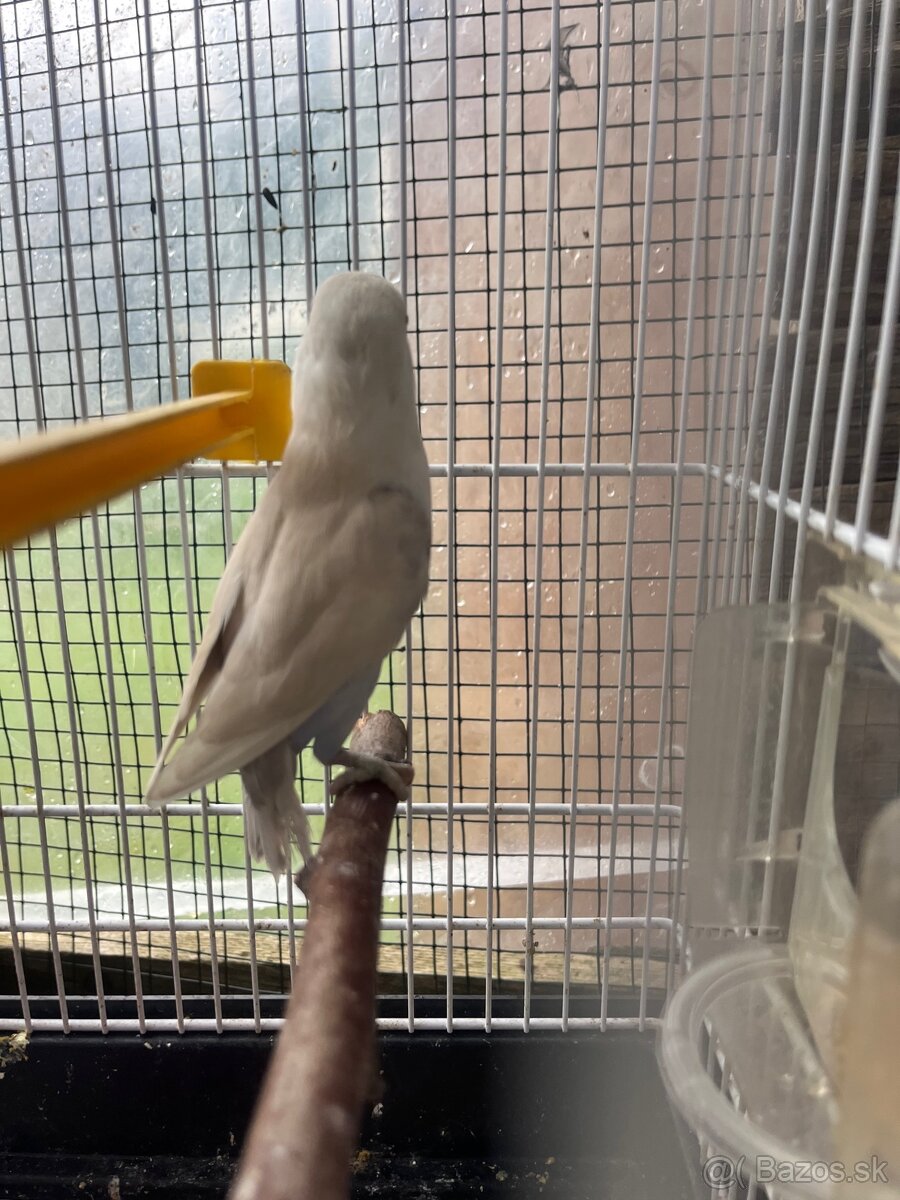 Agapornis fisher - 2