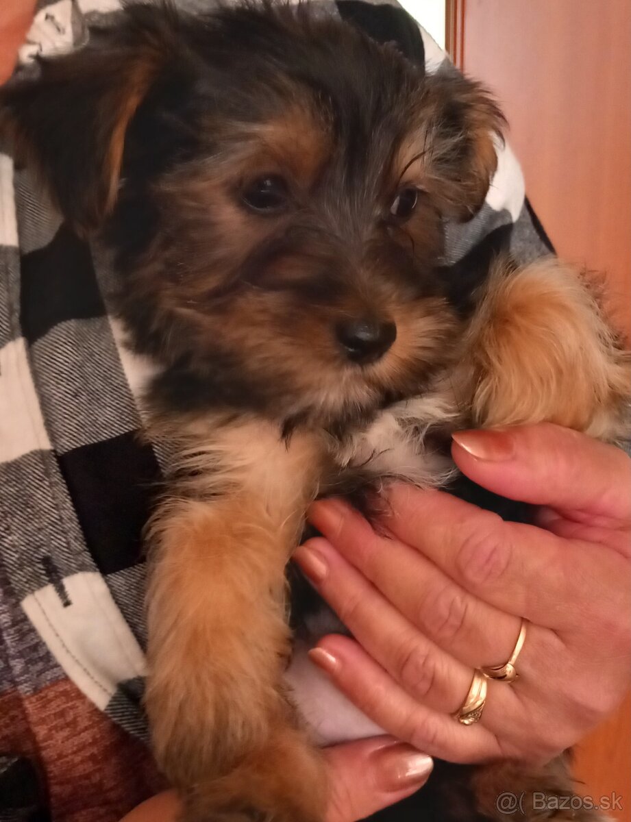 Yorkshire Terrier - 2