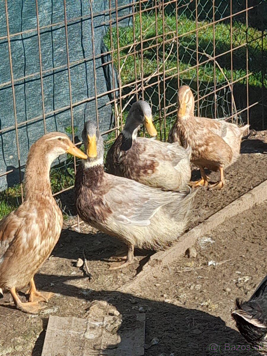 Saske kačice - 2