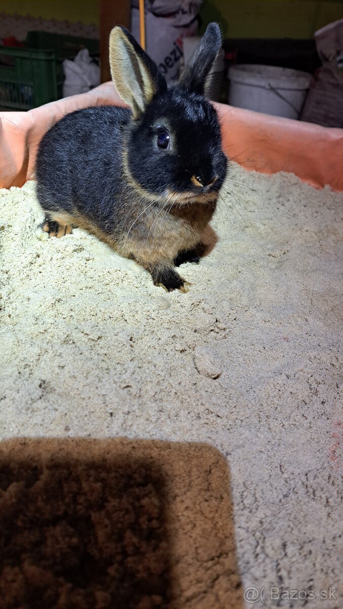 zakrslí kralik ohnivák - 2