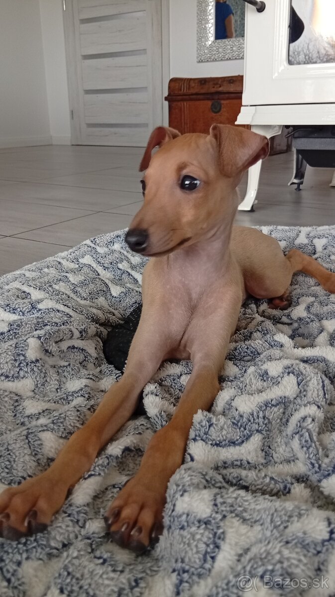 Taliansky chrtik - 2