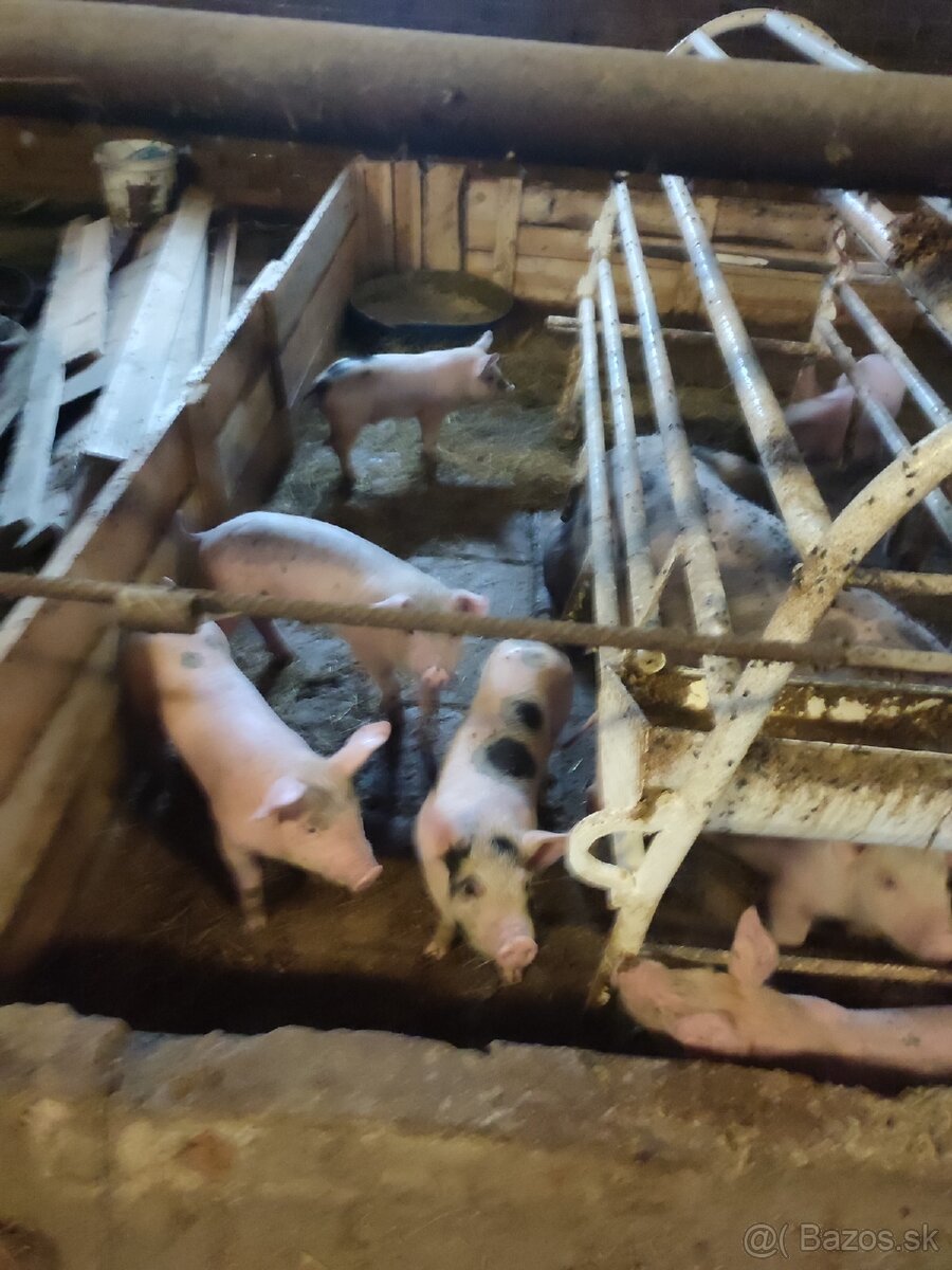 ✅Odšťavovčatá❗❗❗ - 2