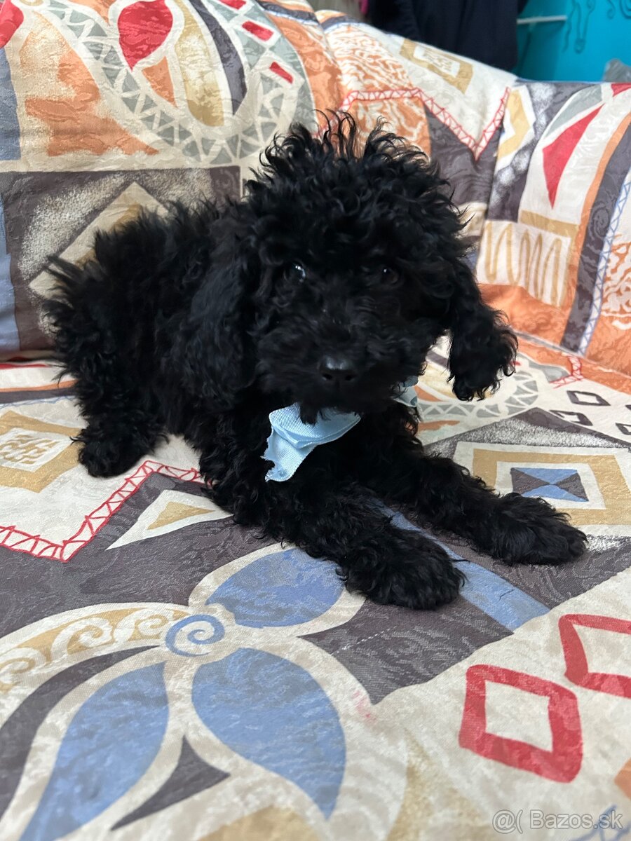 Pudel trpasličí - 2