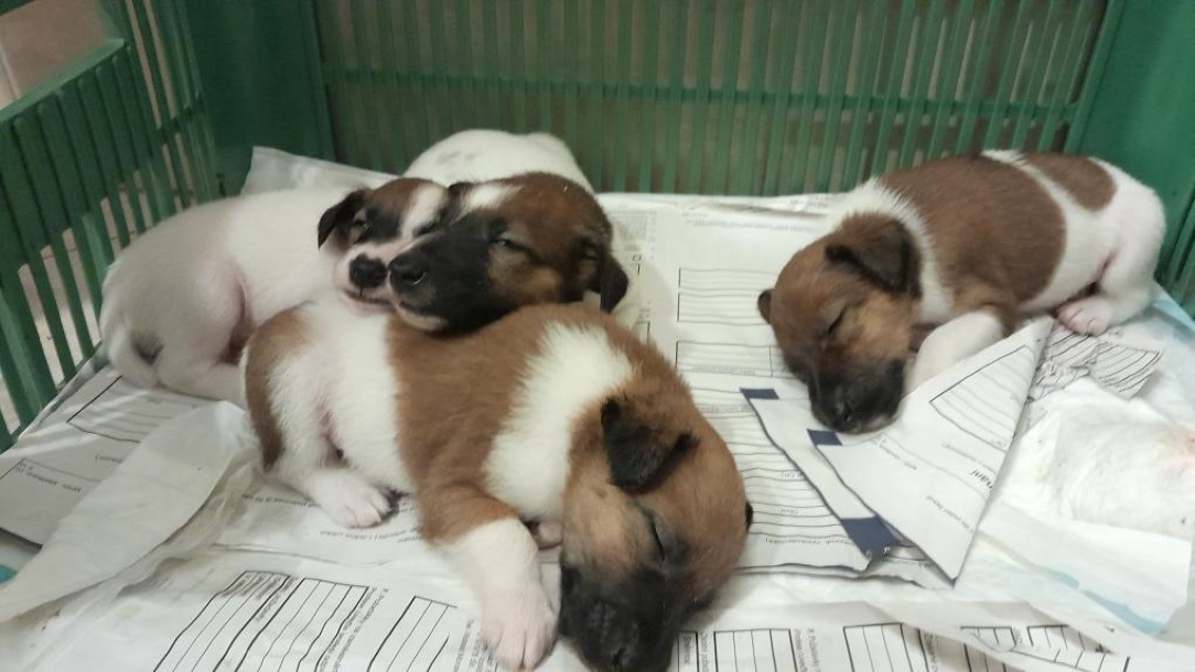 Foxteriér hladkosrstý od Hrubého lesa - 2