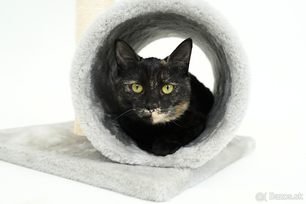 Malá mačička AGÁTKA hľadá domov - 2
