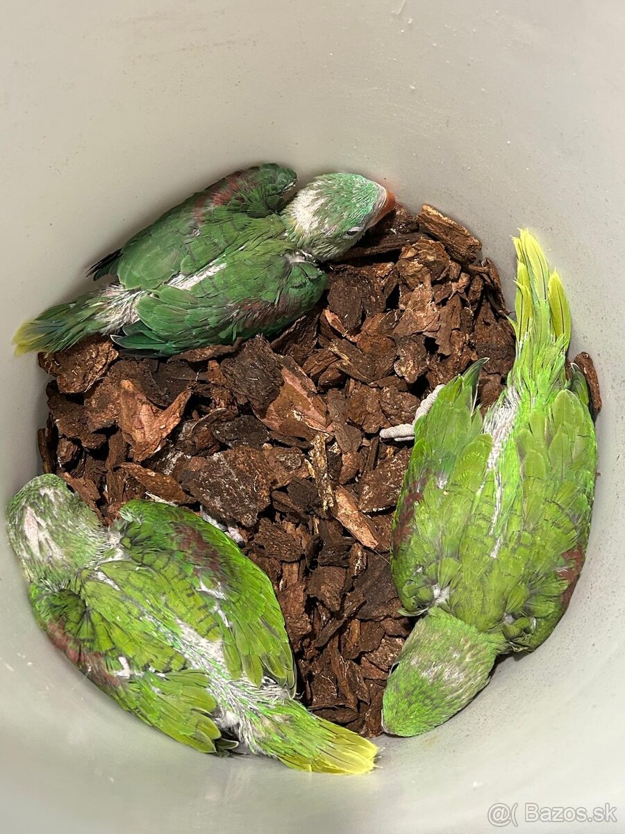 ALEXANDER VEĽKÝ - 2