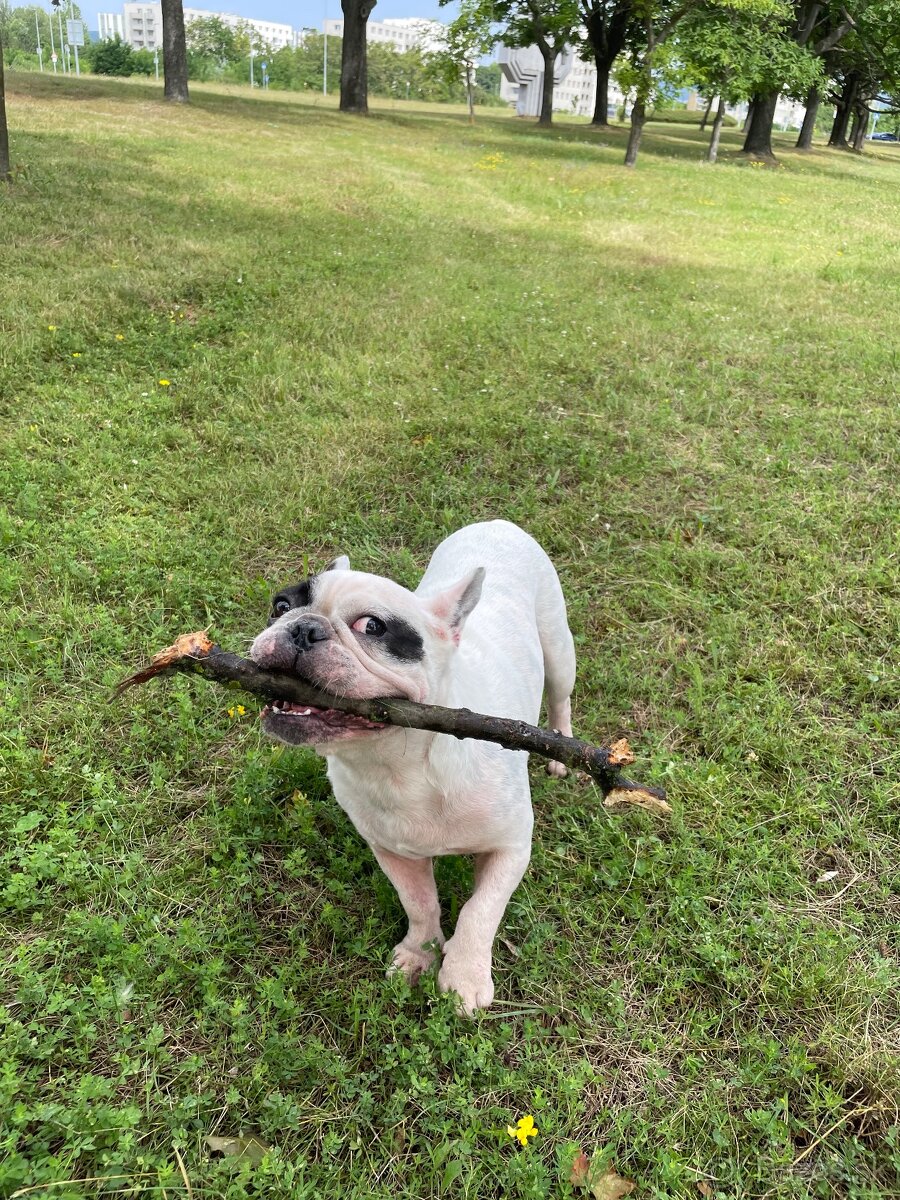 Francúzky Buldoček - 2