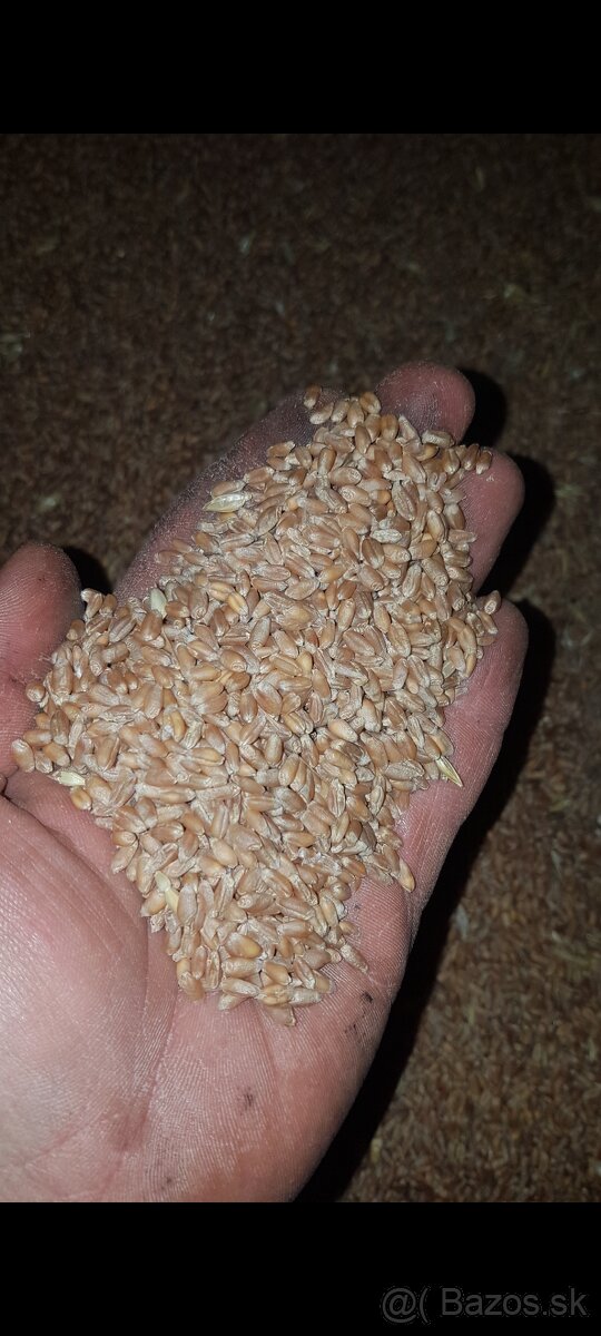 Ozimná Pšenica - 2