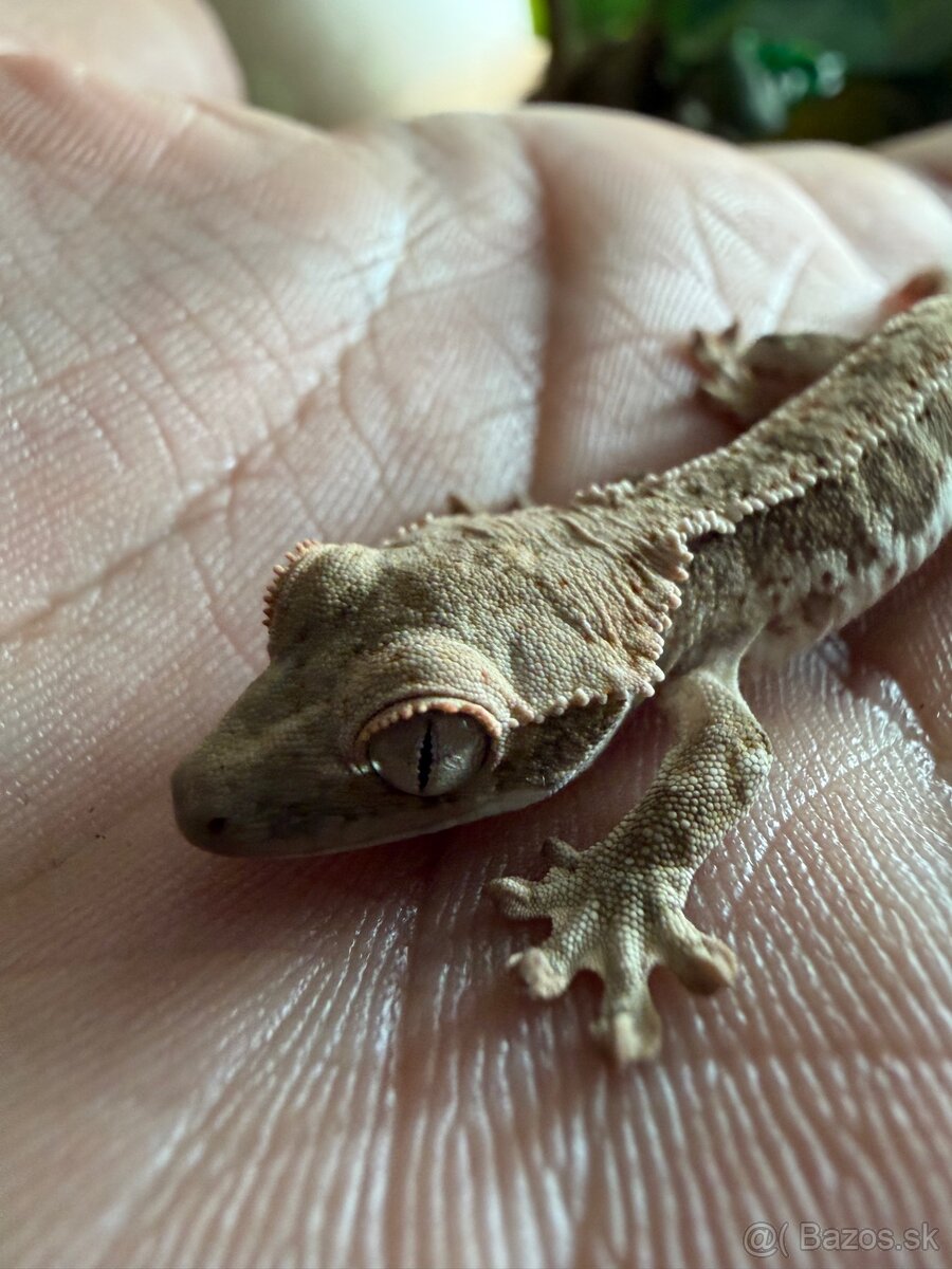 Terárium + Pagekon riasnatý - 2