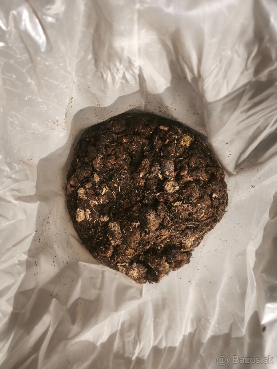 Predam konsky hnoj bez podstielky - 2