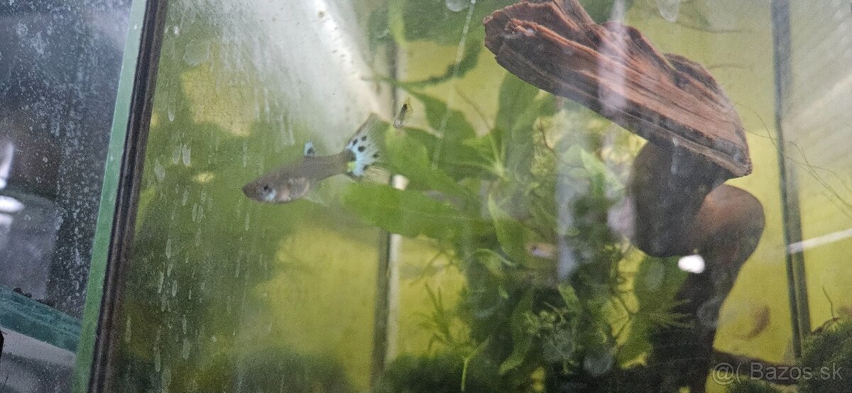 predám malé gubky - 2