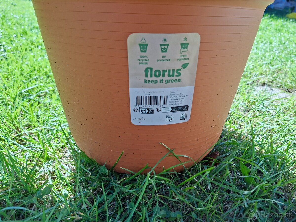 kvet floruz - 2