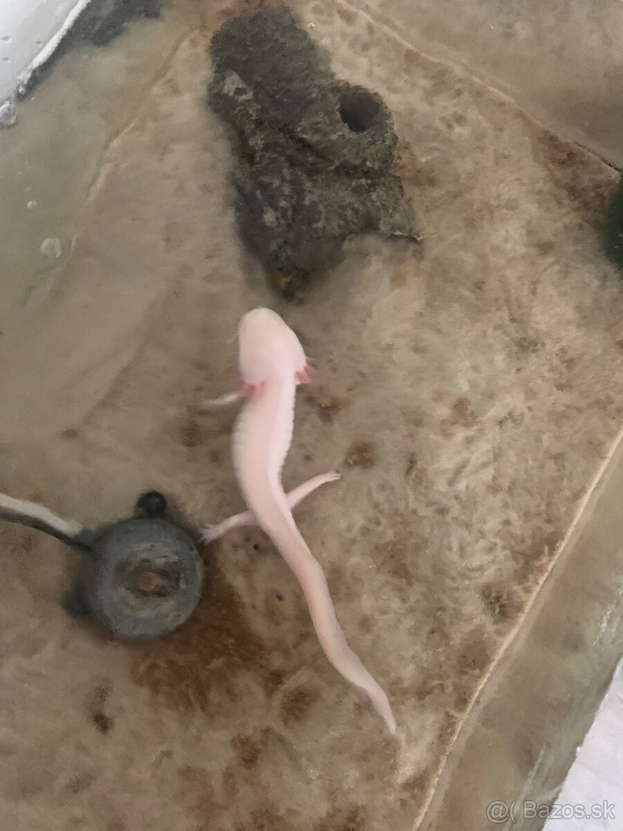 Axolotl - 2