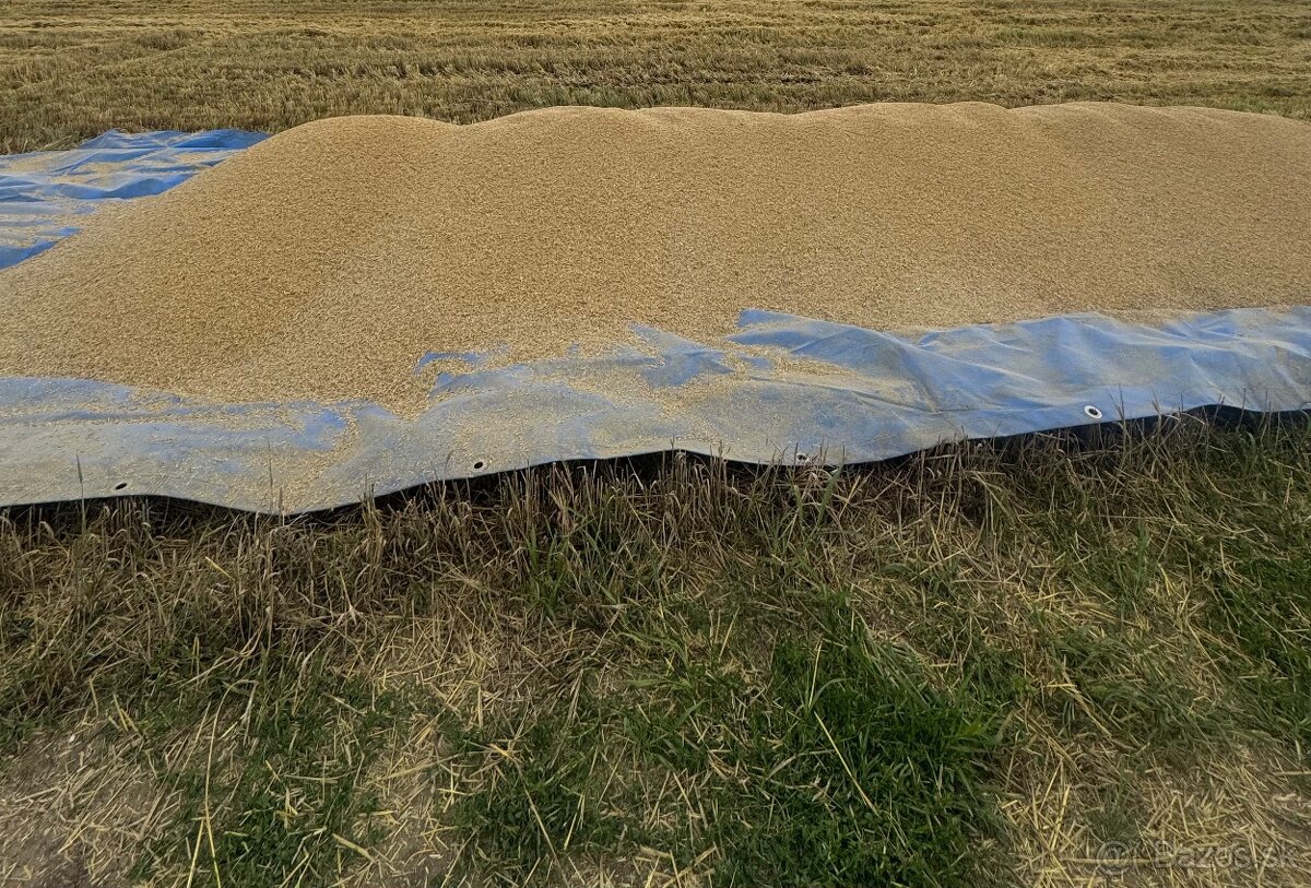 Jačmen jarny 2025 - 2