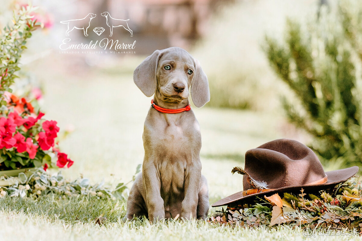 Weimarský krátkosrstý stavač - štěniatka s PP - 2