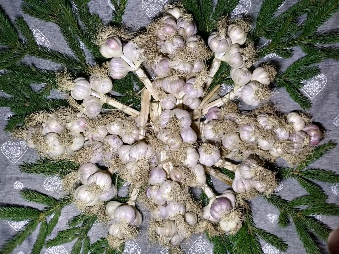 Domáci med, cesnak - 2