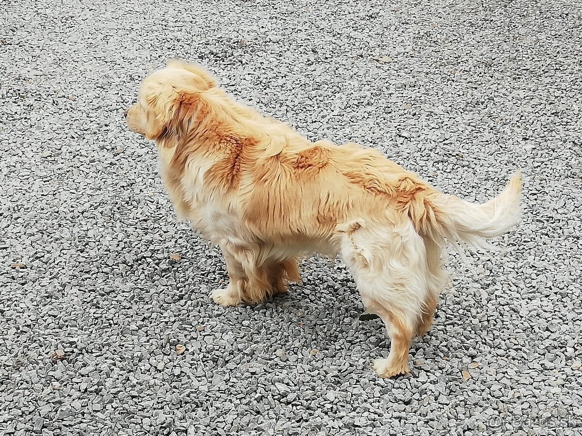 Zlatý retriever na krytie - 2