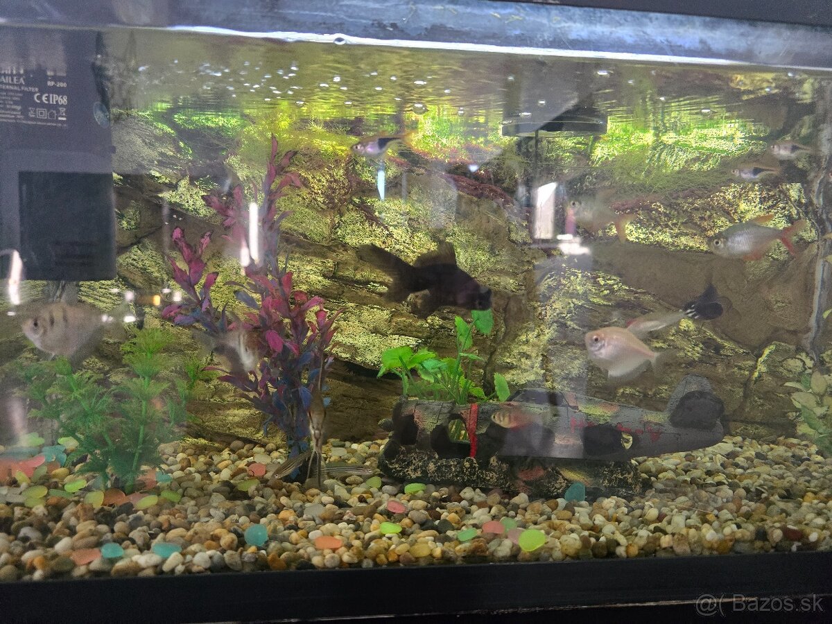 🐠 Predám akvárium so stolíkom a rybičkami – 80 € - 2