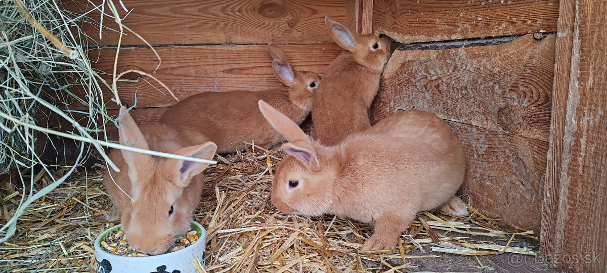 Predam burgundske kraliky - 2