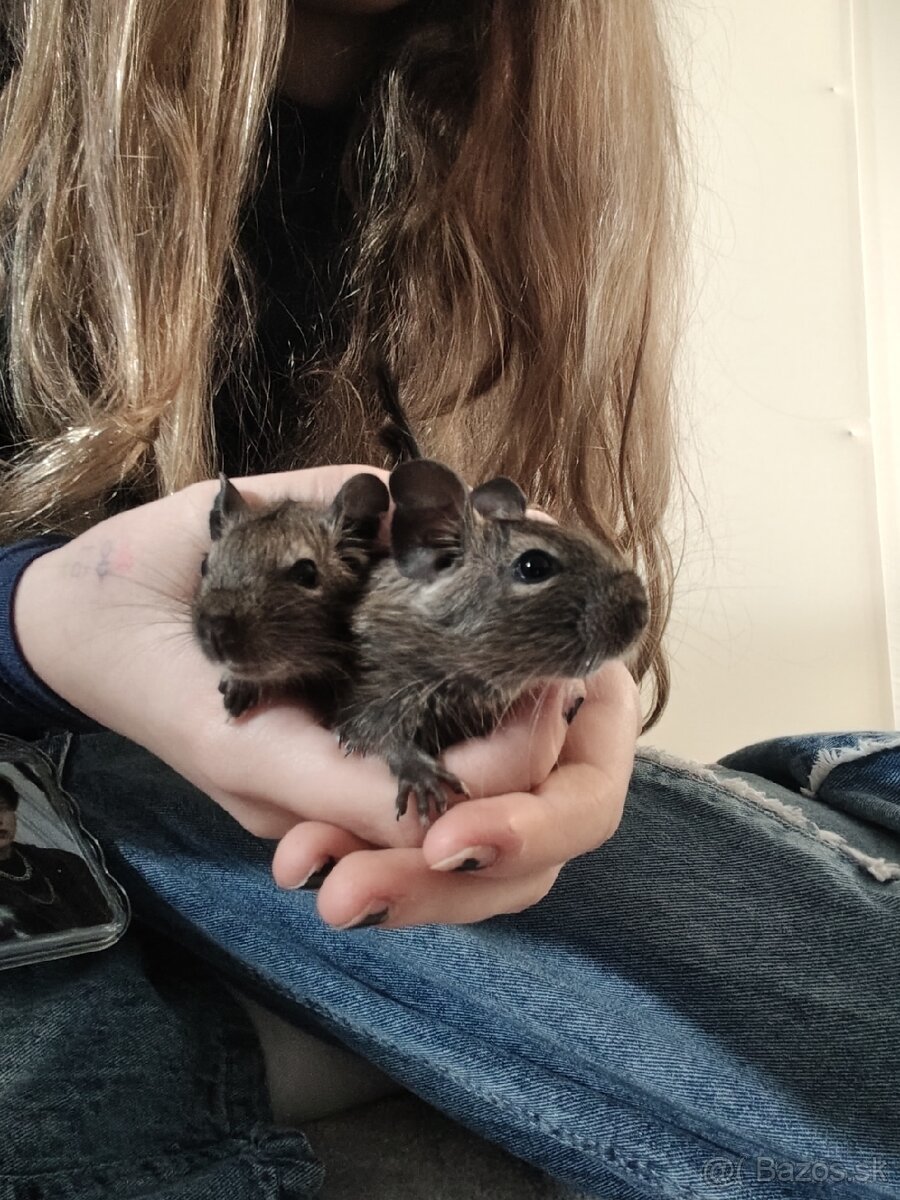 Osmaky degu - 2
