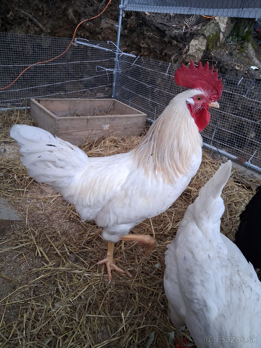 Predam kohút Dominant biely – 21 týždňov - 2