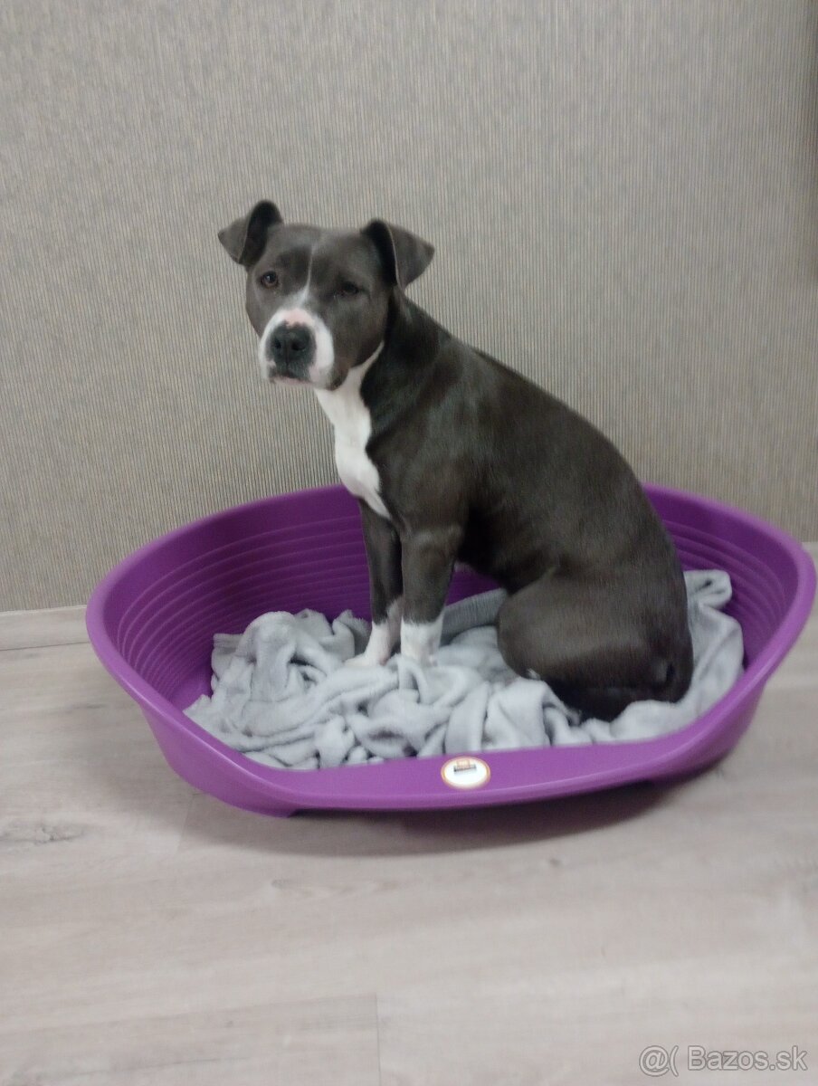 Americky stafordsirsky terier - 2