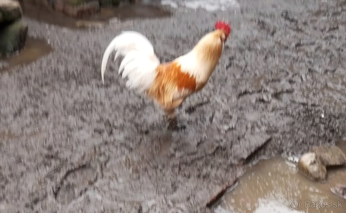 Predam 3 kohutov - 2