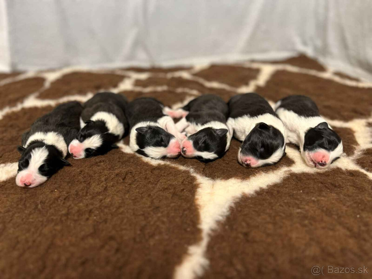 Border kólia s PP - 2