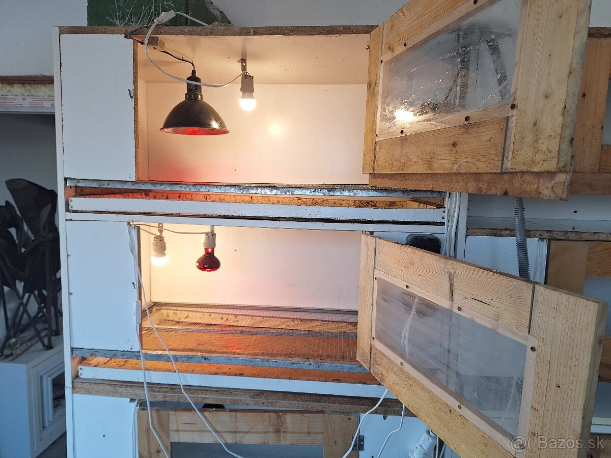 Odchovne, klietky, liaheň, prepelice japonské - 2