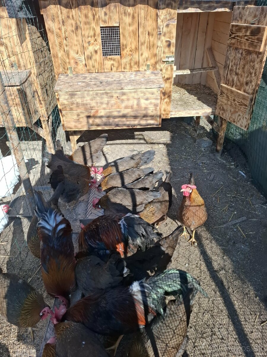 Násadové vajíčka - 2