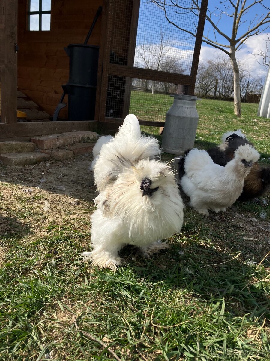 Predám/vymením kohútov hodvábničky - 2