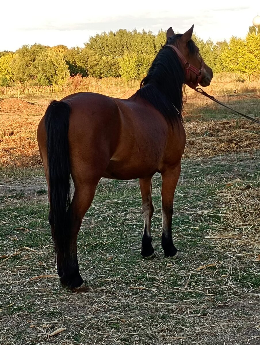 Predam jazdecku kobylu - 2