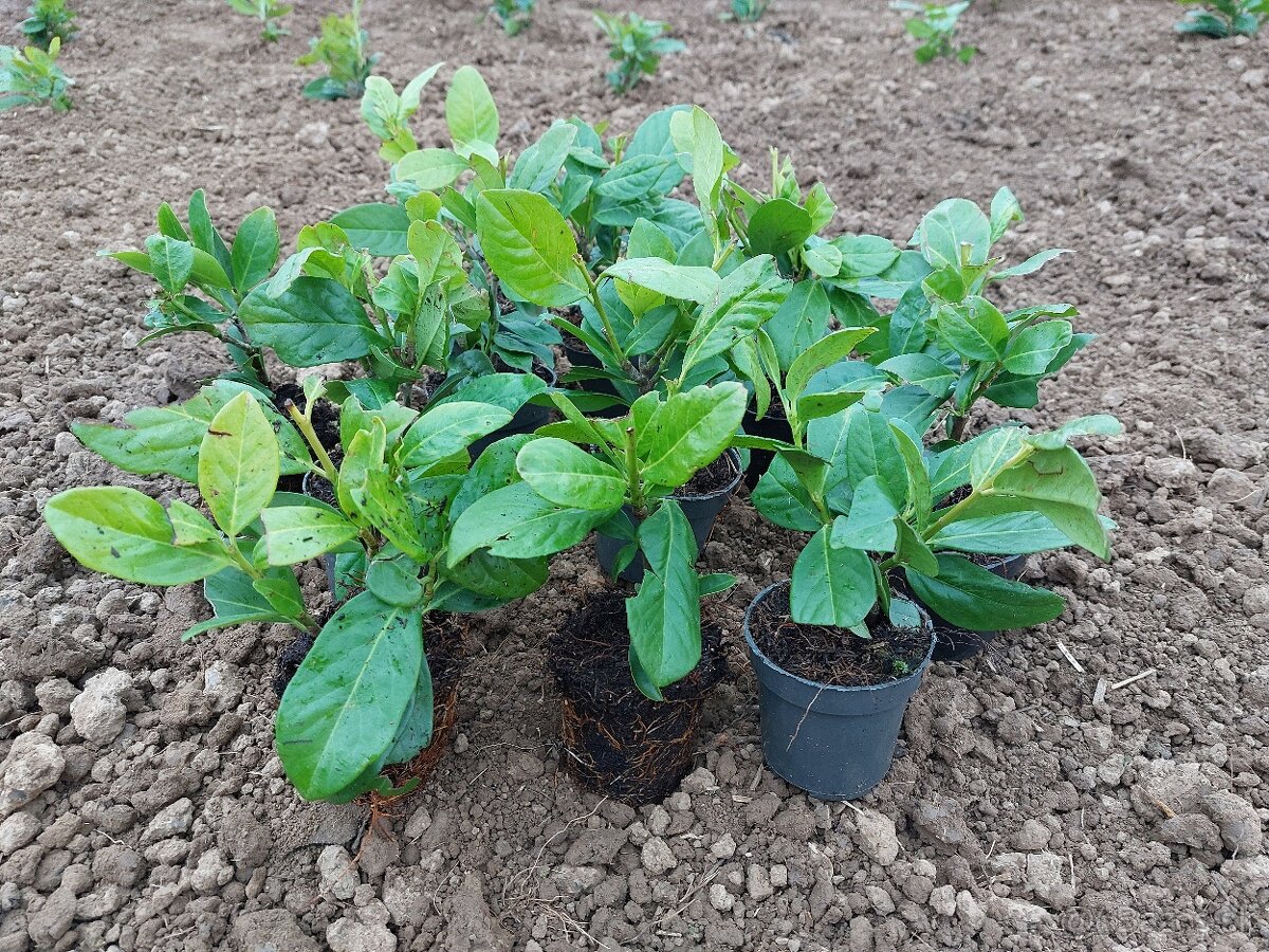 Vavrínovec lekársky Novita (Prunus laurocerasus Novita) - 2