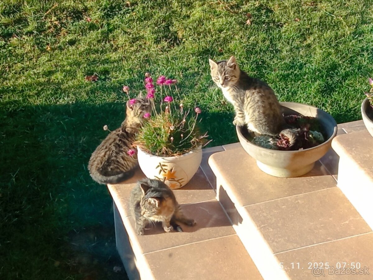 Darujem mačiatka - 2