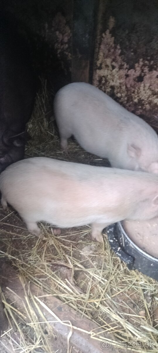 Vietnamske odstavčata - 2