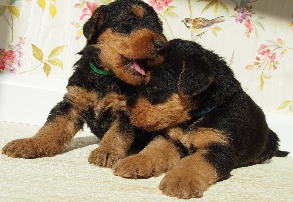 Airedale teriér / Erdelterier - šteniatka s PP - 2