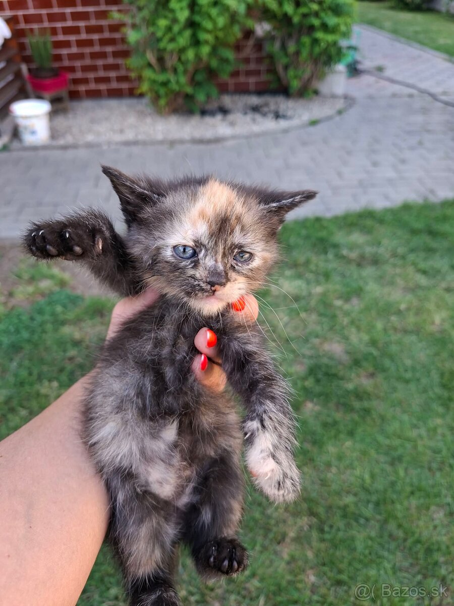 Darujem maciatka - 2