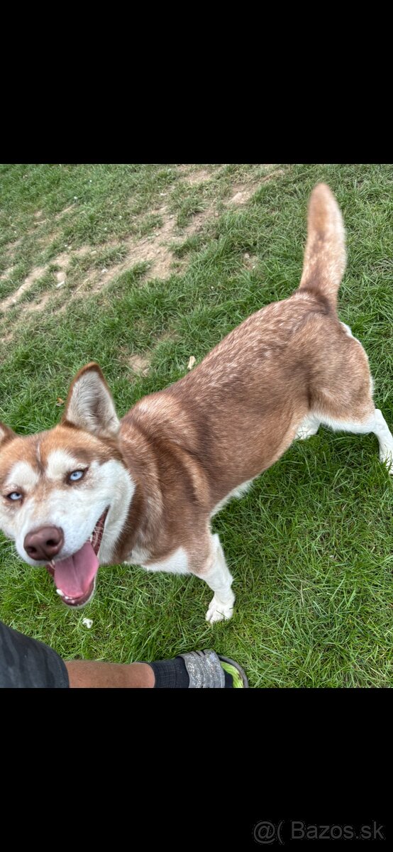 Rezervacia Sibirsky husky - 2